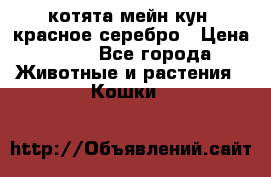 котята мейн кун, красное серебро › Цена ­ 30 - Все города Животные и растения » Кошки   